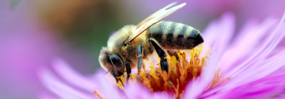 Biene auf lila Blume